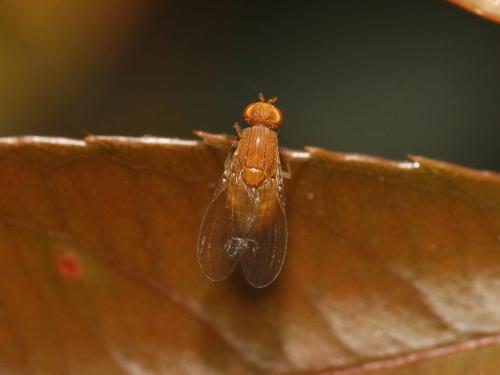 Sapromyzosoma laevatrispina