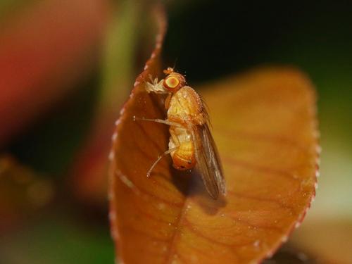 Sapromyzosoma laevatrispina