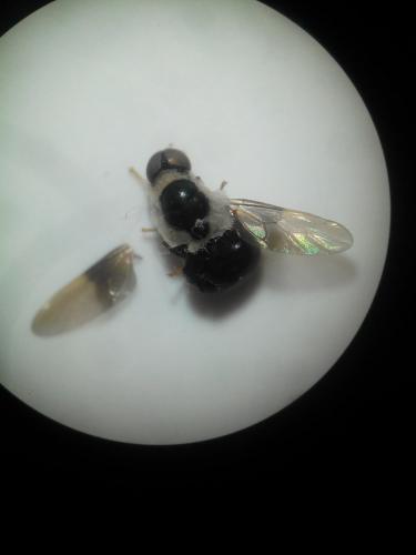 Pachygaster atra