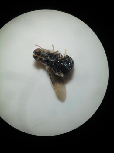 Pachygaster atra
