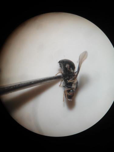 Pachygaster atra
