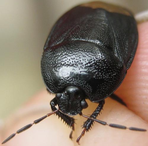 Réf. 165 698 : Sehirus morio