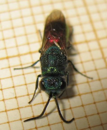 Réf. 165 557 : Chrysis sp.