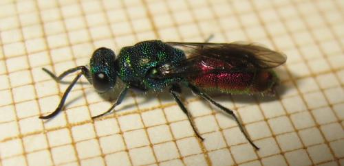 Réf. 165 556 : Chrysis sp.