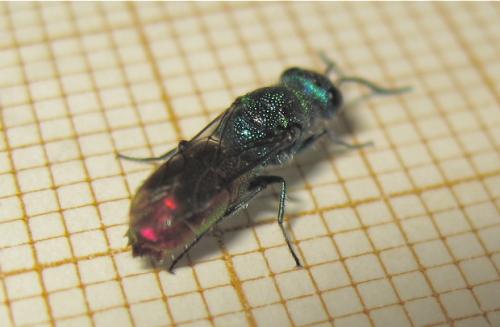 Réf. 165 663 : Chrysis sp.