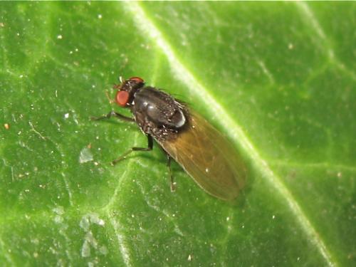 Minettia longipennis
