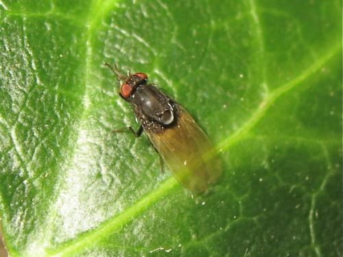 Minettia longipennis