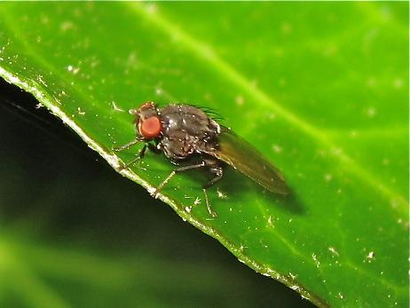 Minettia longipennis