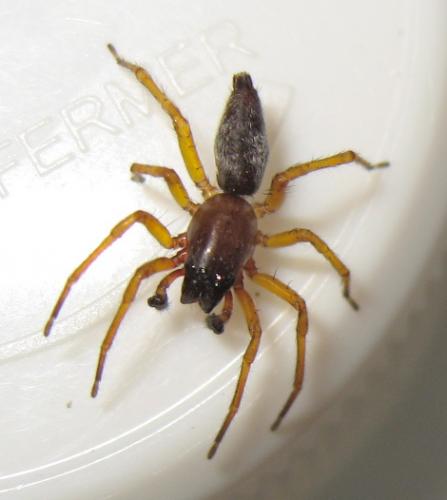 Clubiona sp.