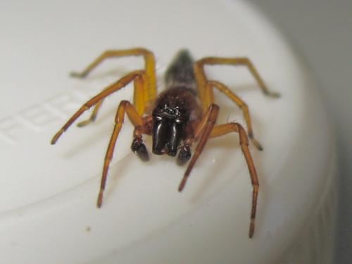 Clubiona sp.