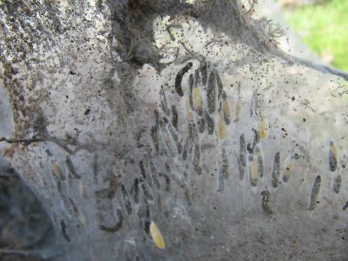 Yponomeuta sp.