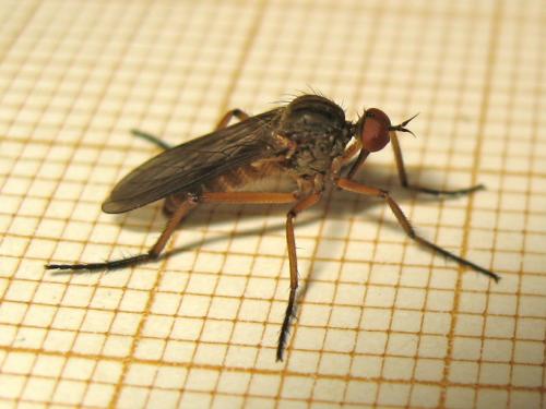 Empis livida