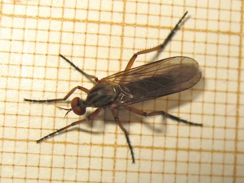 Empis livida