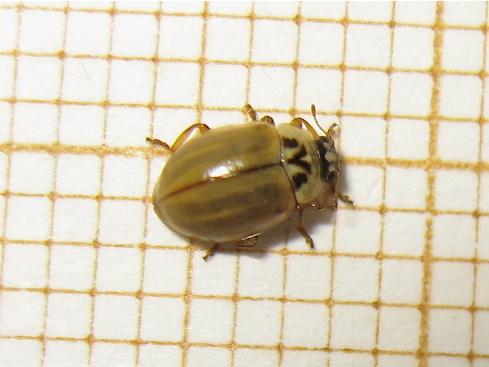 Aphidecta obliterata