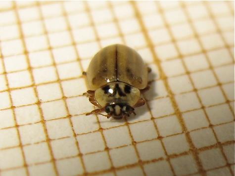 Aphidecta obliterata