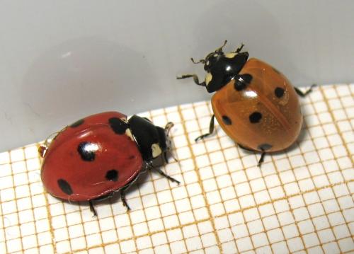 Coccinella septempunctata