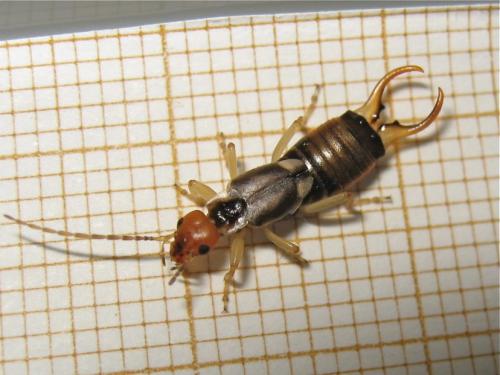 Forficula auricularia