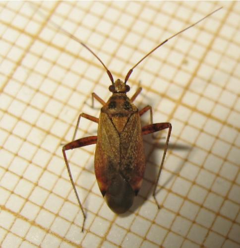 Closterotomus fulvomaculatus