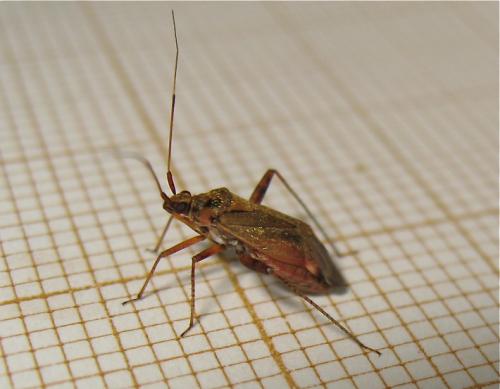 Closterotomus fulvomaculatus