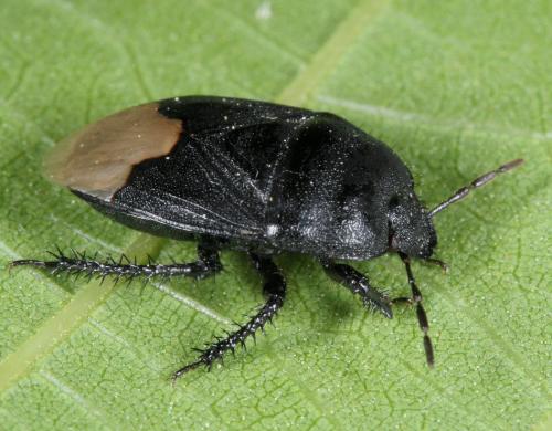 Réf. 165 480 : Cydnus aterrimus