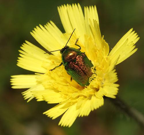 Cryptocephalus sp.