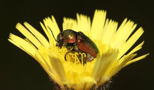 Cryptocephalus sp.