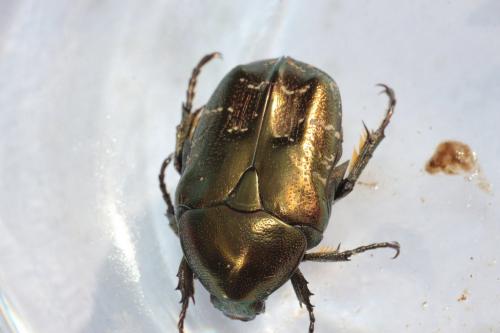 Réf. 165 435 : Potosia cuprea