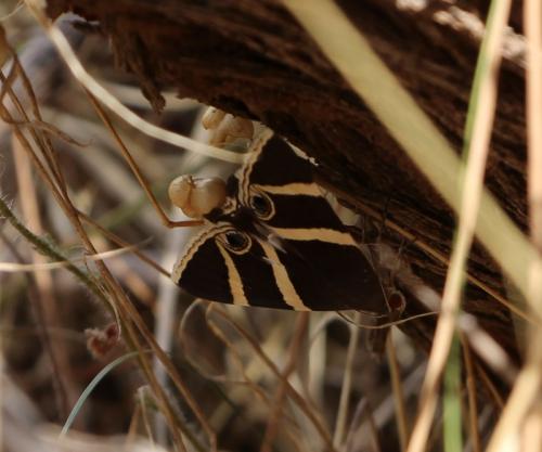 Grammodes ocellata