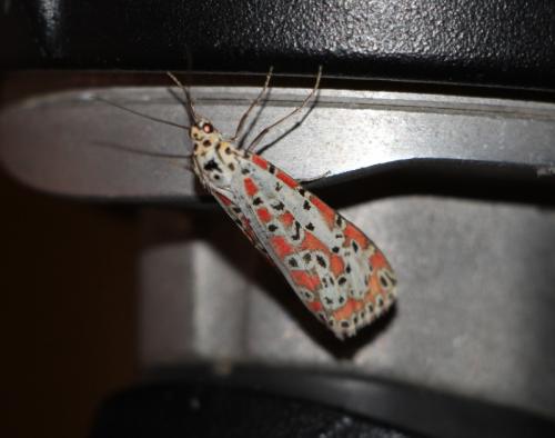 Réf. 165 639 : Utetheisa pulchelloides