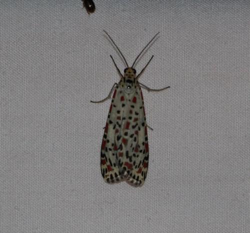 Réf. 165 405 : Utetheisa pulchelloides