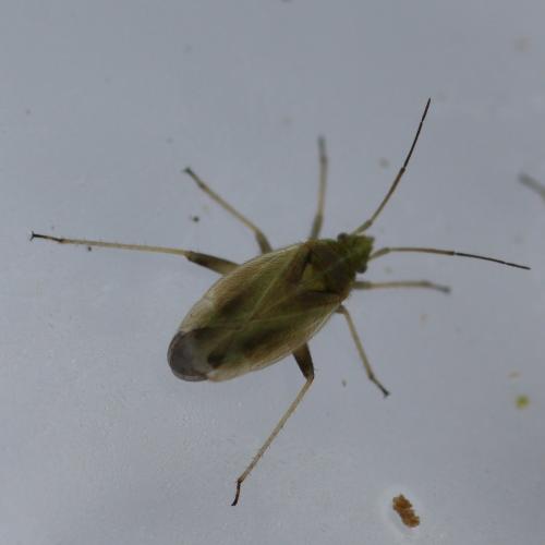 Amblytylus nasutus