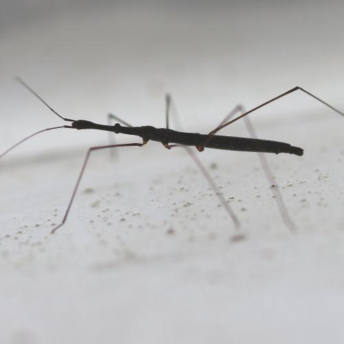 Hydrometra stagnorum