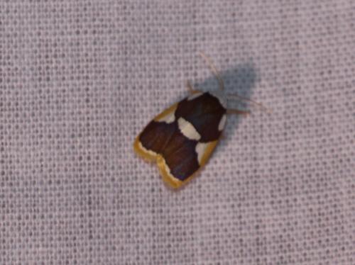 Réf. 165 406 : Heterotropa fastosa