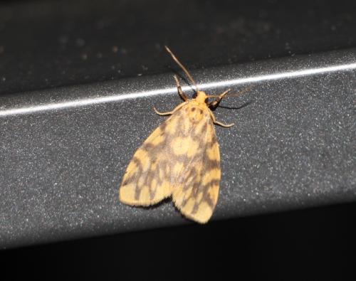 Gymnasura saginaea