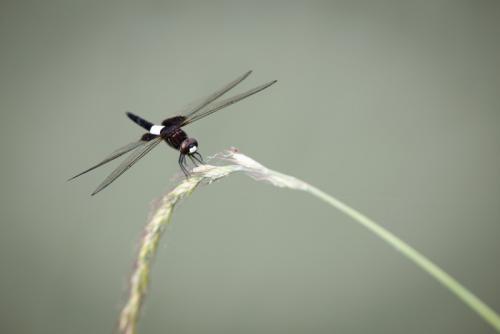 Pseudothemis zonata