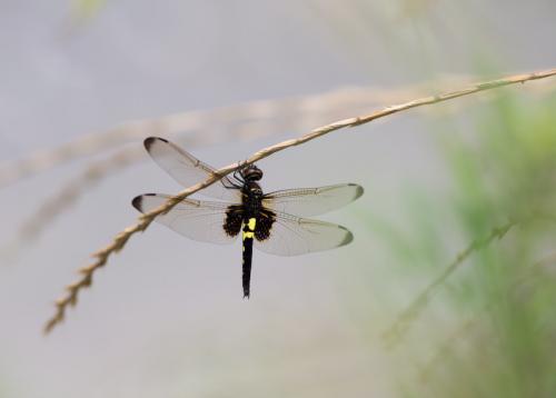 Pseudothemis zonata