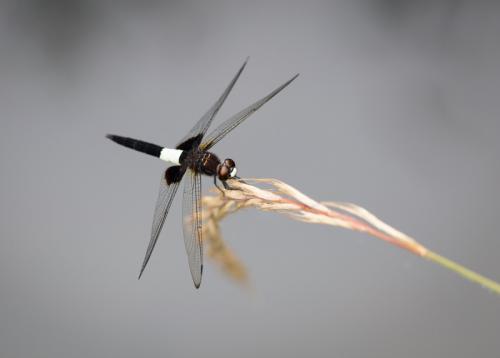 Pseudothemis zonata
