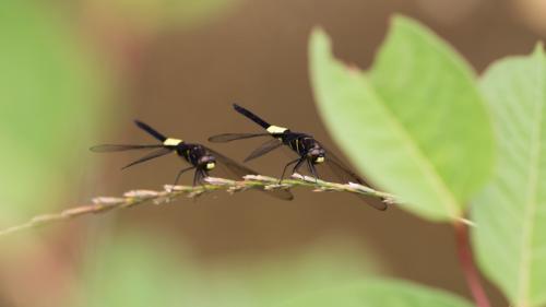 Pseudothemis zonata