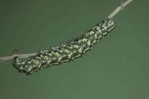 Cucullia bubaceki
