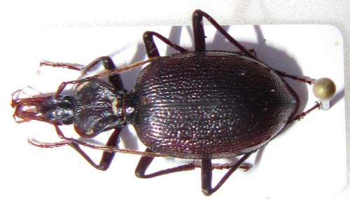 Cychrus angulicollis