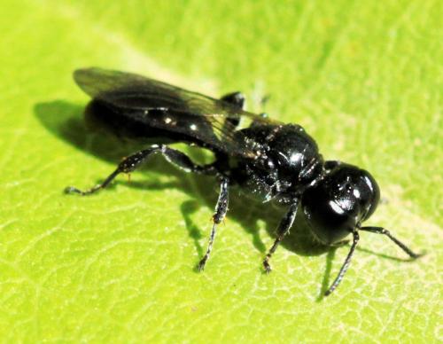 Crossocerus sp.