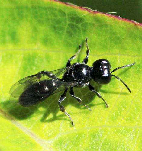 Réf. 165 216 : Crossocerus sp.