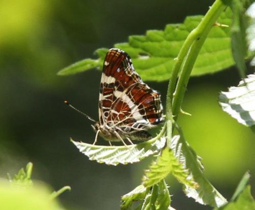 Réf. 165 873 : Araschnia levana
