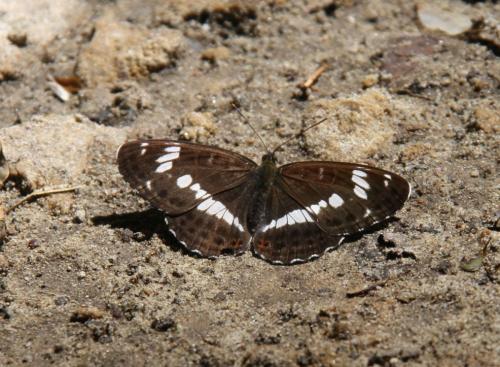 Réf. 165 874 : Limenitis camilla