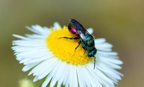 Chrysidinae