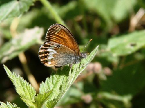 Réf. 165 851 : Coenonympha arcania