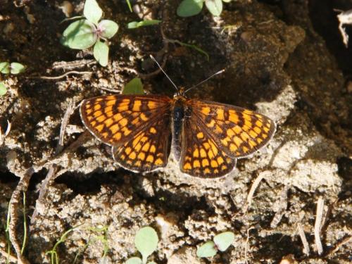 Melitaea athalia