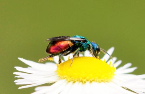 Chrysidinae