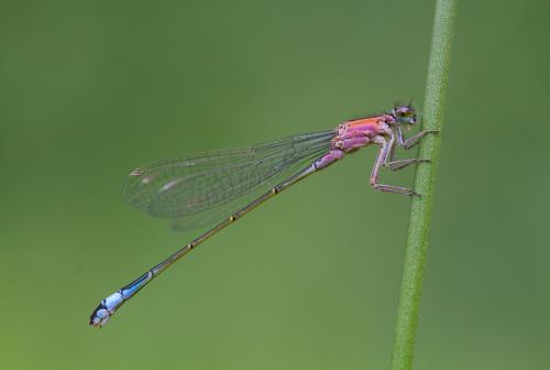 Ischnura elegans