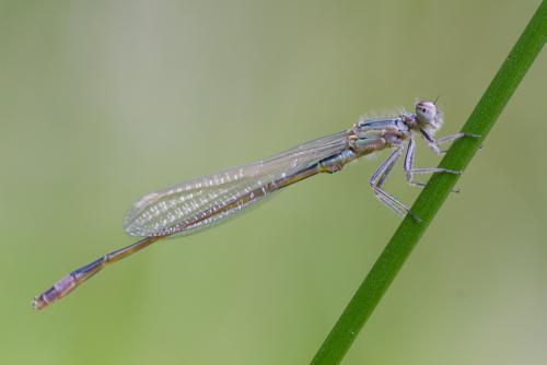 Ischnura elegans